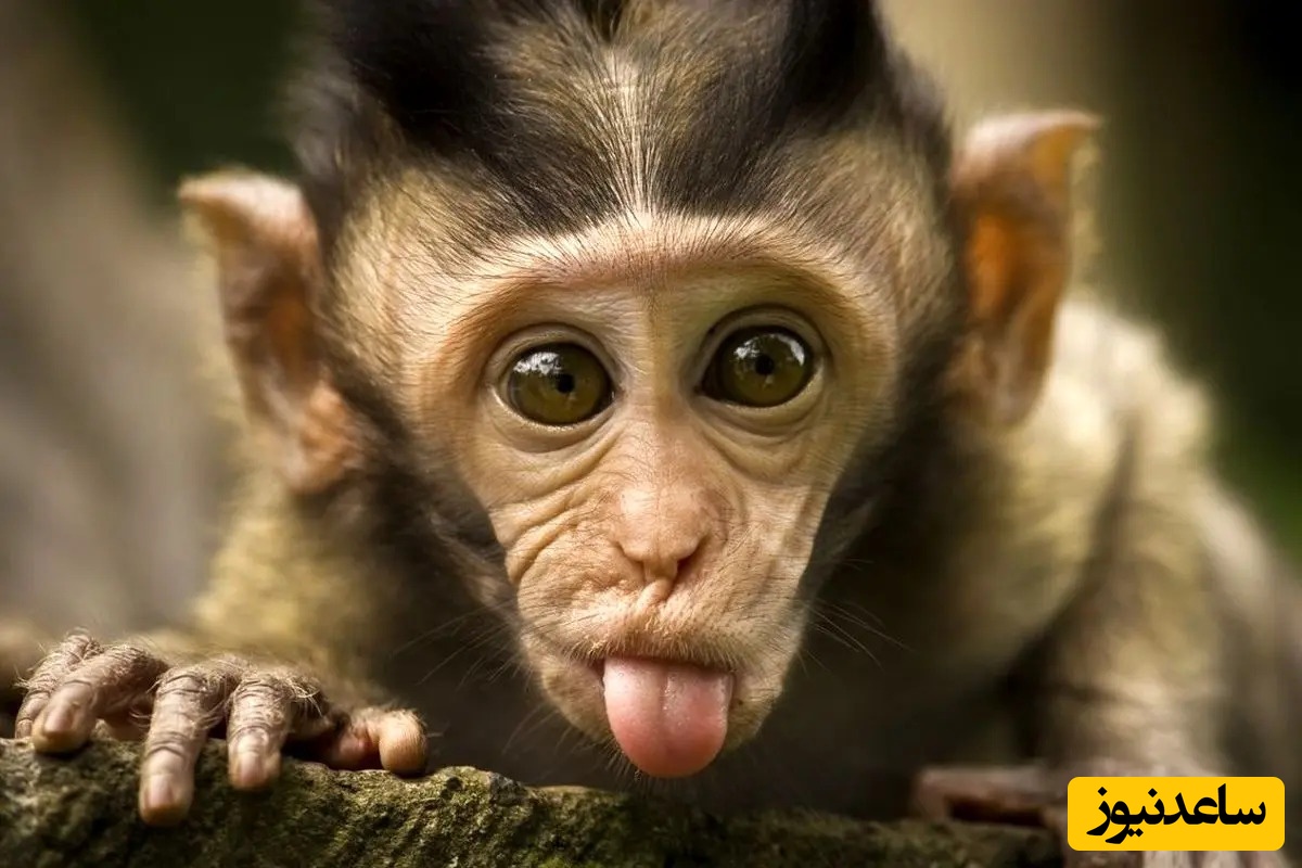 (ویدیو) اولین تصاویر منتشر شده از میمون آلوده به ویروس که فرار کرد/ خدا کنه پاش به ایران نرسه همرو بدبخت می‌کنه!