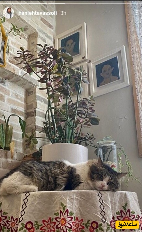 منزل هانیه توسلی