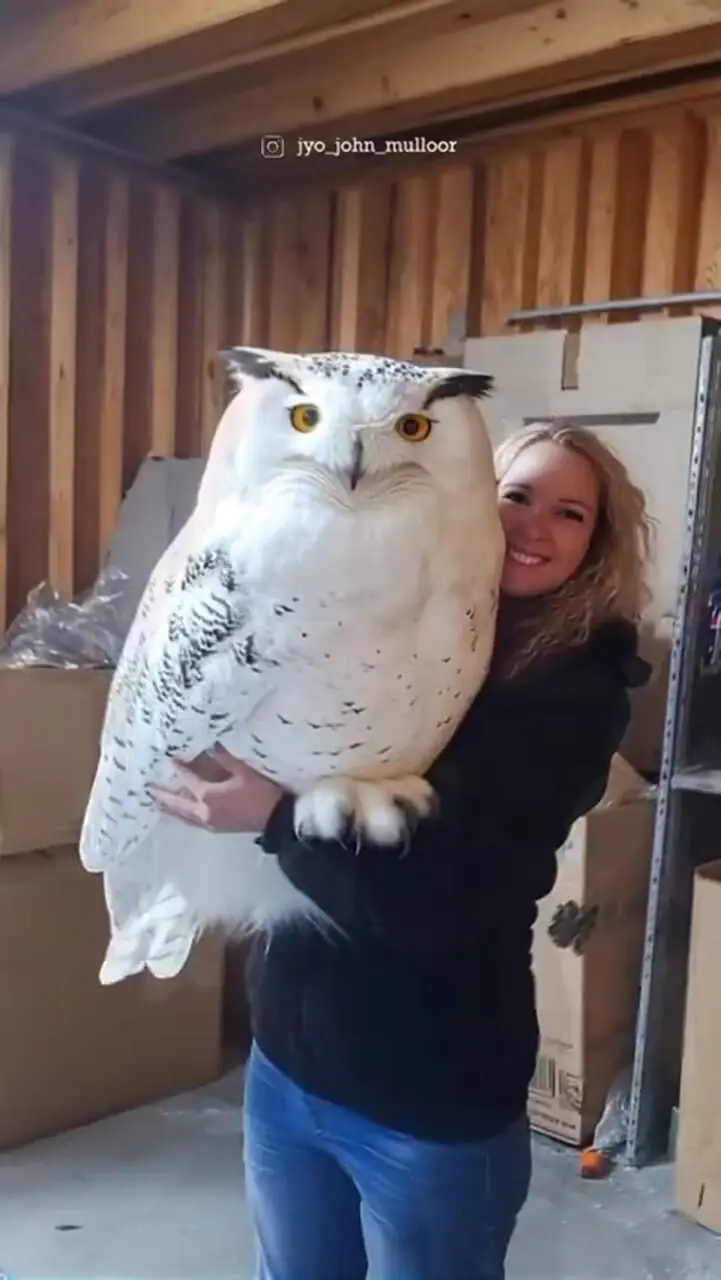 (ویدئو) رونمایی از بزرگترین جغد دنیا / شاید زیباترین جغد دنیا هم شامل این بشه؛ بی نهایت زیباست😍