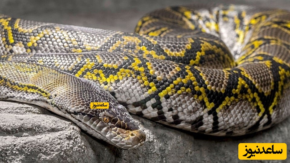 مار پیتون بزرگ 4.5 متری جاده را مسدود کرد+فیلم