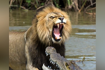 فیلم/ درس هایی از طبیعت؛ مستند حیات وحش/نبرد نفسگیر شیر و تمساح