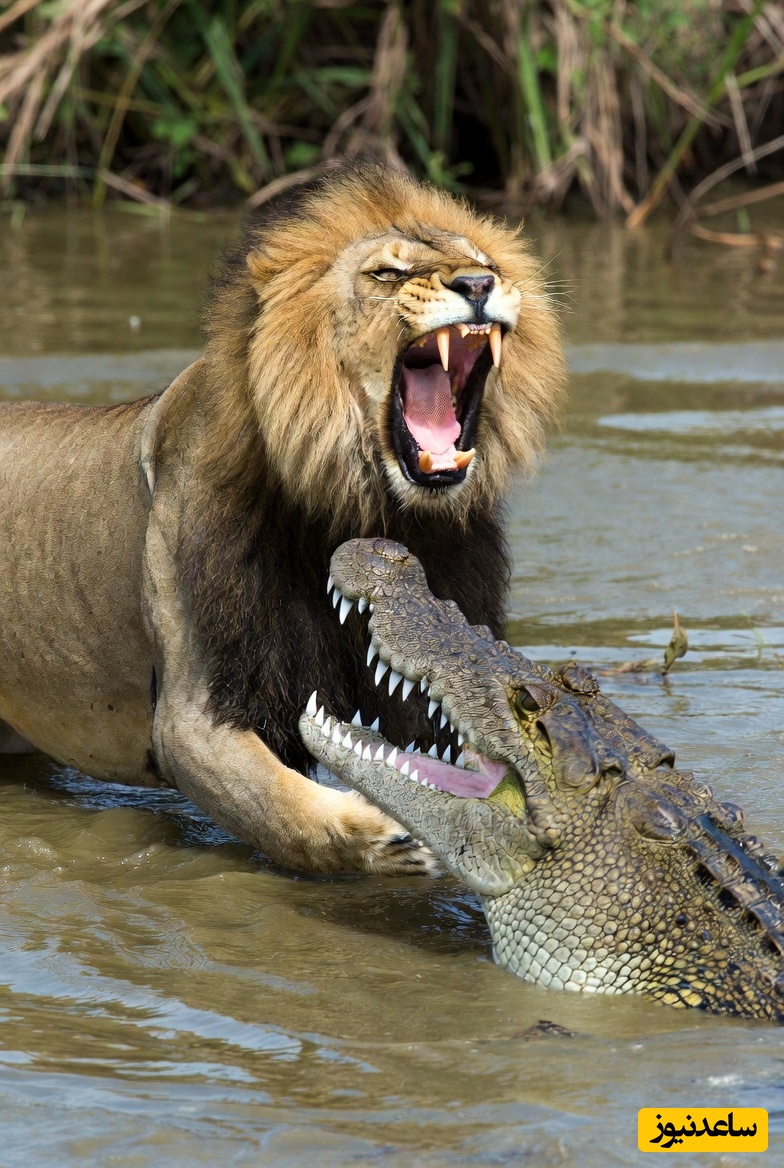فیلم/ درس هایی از طبیعت؛ مستند حیات وحش/نبرد نفسگیر شیر و تمساح