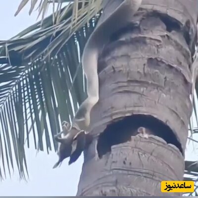 (فیلم) شکار پرنده از بالای درخت توسط مار غول پیکر در هند / چه هیکل و عظمتی داره این مار!