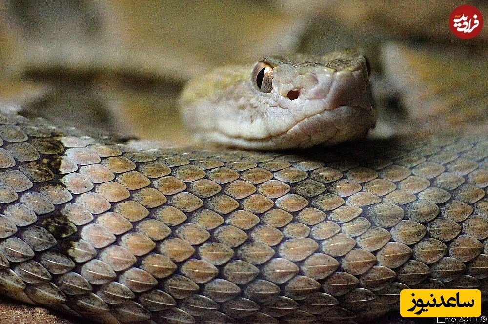 افعی سرنیزه‌ای زرین 