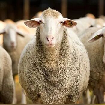 انتقام باورنکردنی یک گوسفند از چوپان/فک کنم از چند جا تَرَک خورد+ فیلم