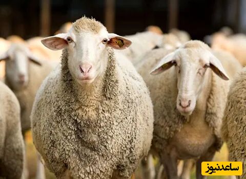 انتقام باورنکردنی یک گوسفند از چوپان/فک کنم از چند جا تَرَک خورد+ فیلم