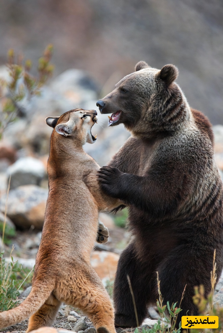 مستند حیات وحش/ رازبقا/ نبرد هولناک شیر کوهی و خرس گریزلی در ارتفاعات