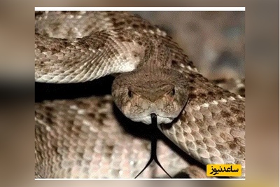 (ویدئو) مستند حیات وحش حیوانات/شاه مار چگونه مار زنگی را شکار می‌کند؟