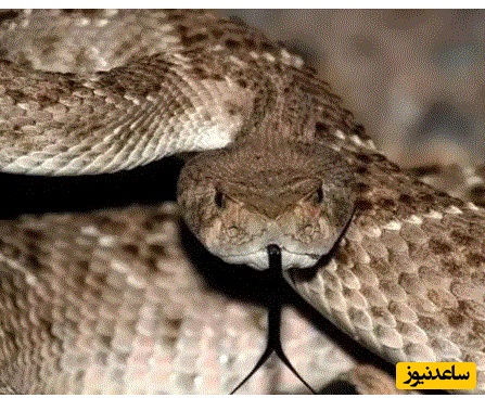(ویدئو) مستند حیات وحش حیوانات/شاه مار چگونه مار زنگی را شکار می‌کند؟