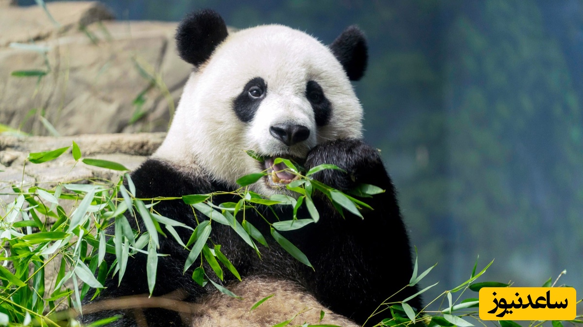 چین پانداهای اهدایی به باغ‌وحش شیراراما ژاپن را بازپس گرفت