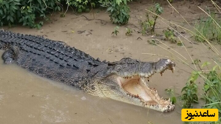 لحظات ترسناک از تعقیب و گریز شناگر توسط تمساح در رودخانه