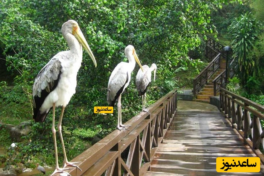  باغ پرندگان کوالالامپور