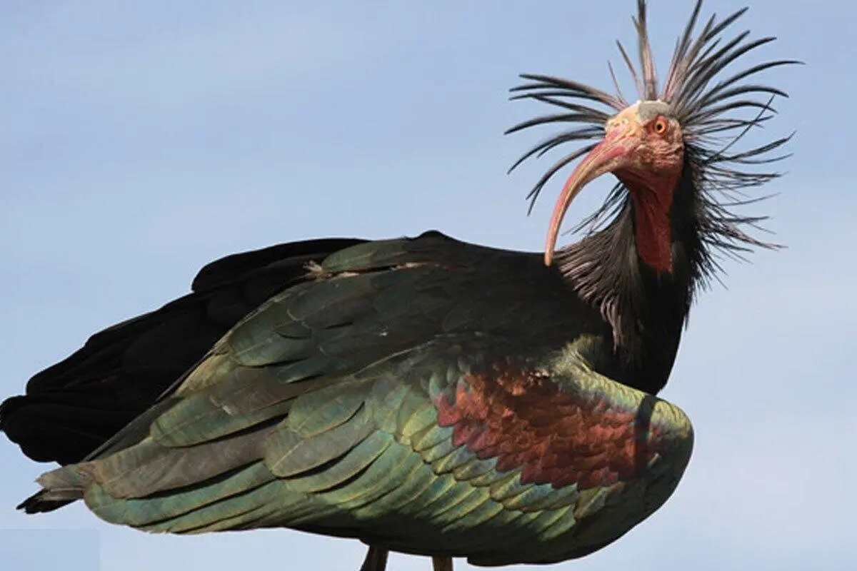 پرواز پرنده ی باستانی بعد از 300 سال!+تصاویر