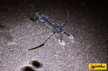 رباتی که روی آب راه می‌رود/ فناوری شگفت‌انگیزی که قوانین فیزیک را به چالش کشید