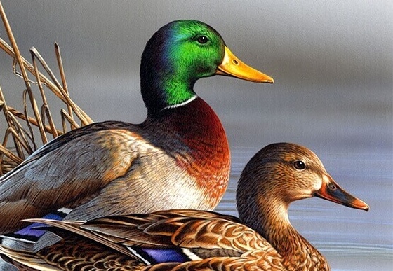 ویدیو / حکایت جالب و شنیدنی از کلیله و دمنه؛ «گمان مرغابی»