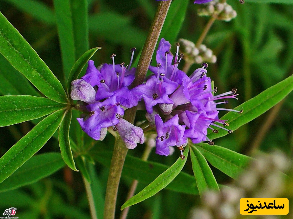 گیاه پنج انگشت