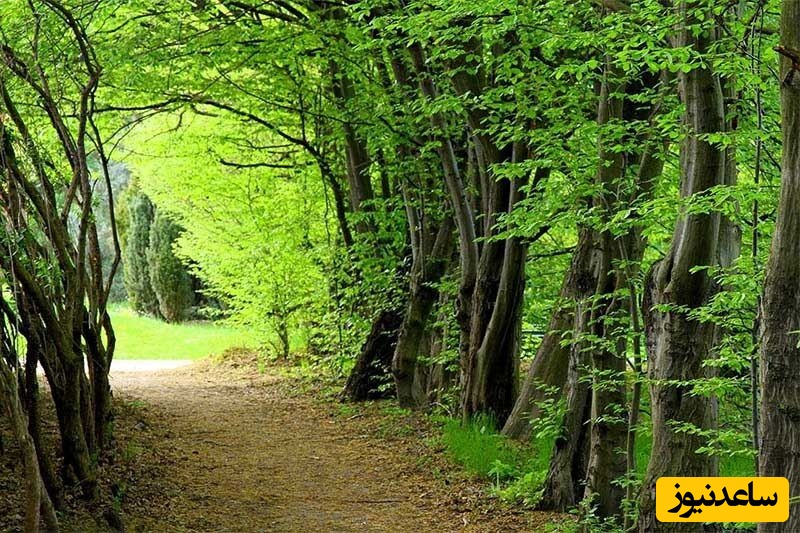 دانلود رایگان دفترچه سوالات و پاسخنامه آزمون کارشناسی ارشد مهندسی منابع طبیعی - جنگل از سال 94 تا 96