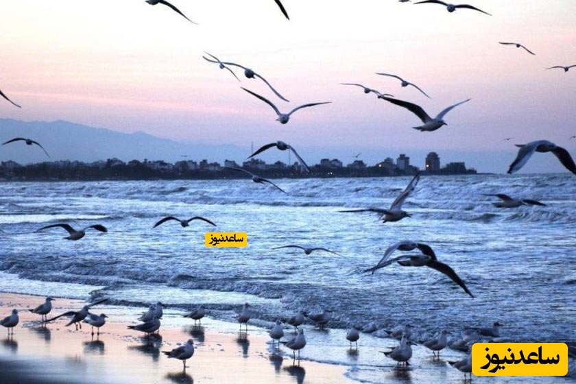 پلاژ سیترا نوشهر