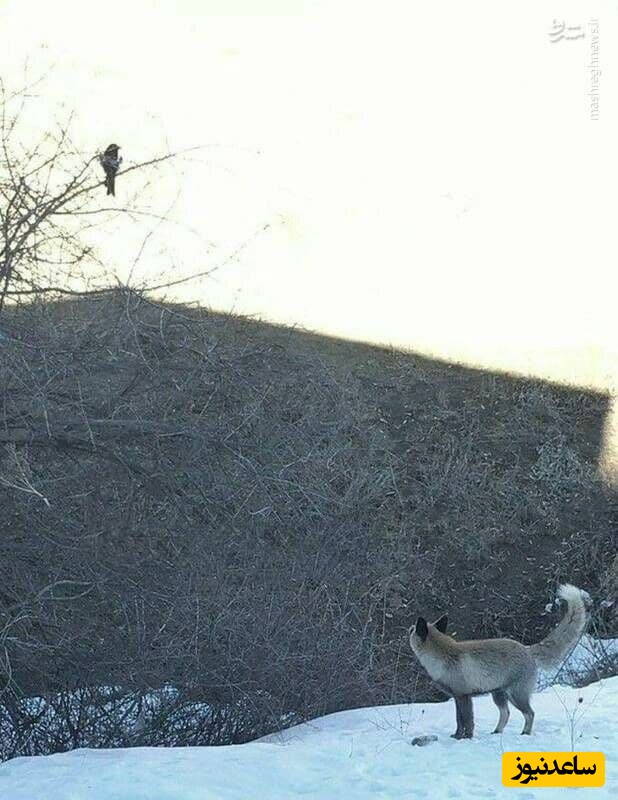 روباه و زاغ