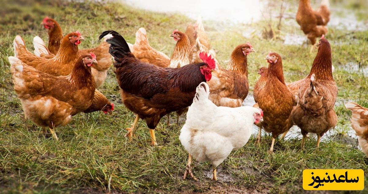 دیدن مرغ در خواب چه تعبیری دارد؟ / تعبیر خواب مرغ