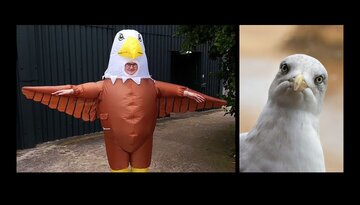 یک آگهی استخدام عجیب؛ این لباس را بپوشید و مرغان دریایی را بترسانید/ عکس
