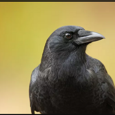 (فیلم) لحظه وحشتناک و هولناک قتل یک کبوتر بیچاره توسط کلاغ بی رحم / چرا کلاغا این قدر ترسناکن؟