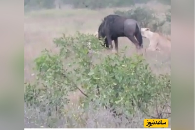 (ویدئو) مستند حیات وحش حیوانات/  مبارزه دلیرانه «کل یالدار» با دو شیر و لحظه شاخ زدن به یکی از آن ها!