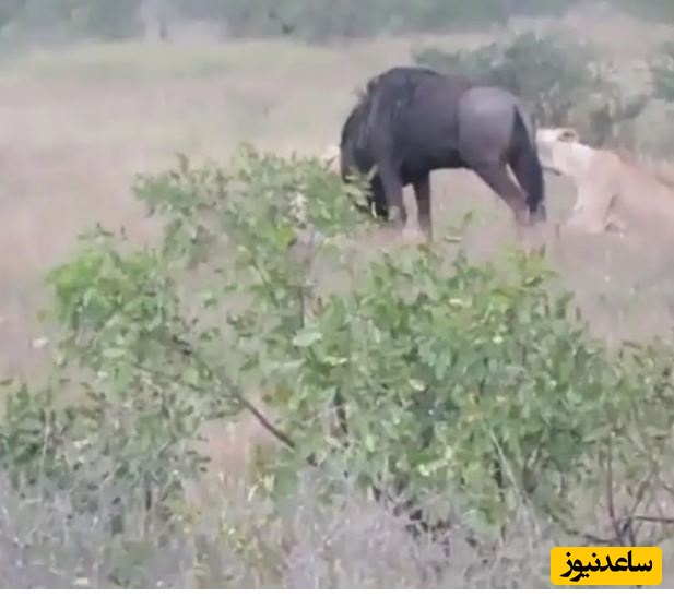 (ویدئو) مستند حیات وحش حیوانات/  مبارزه دلیرانه «کل یالدار» با دو شیر و لحظه شاخ زدن به یکی از آن ها!