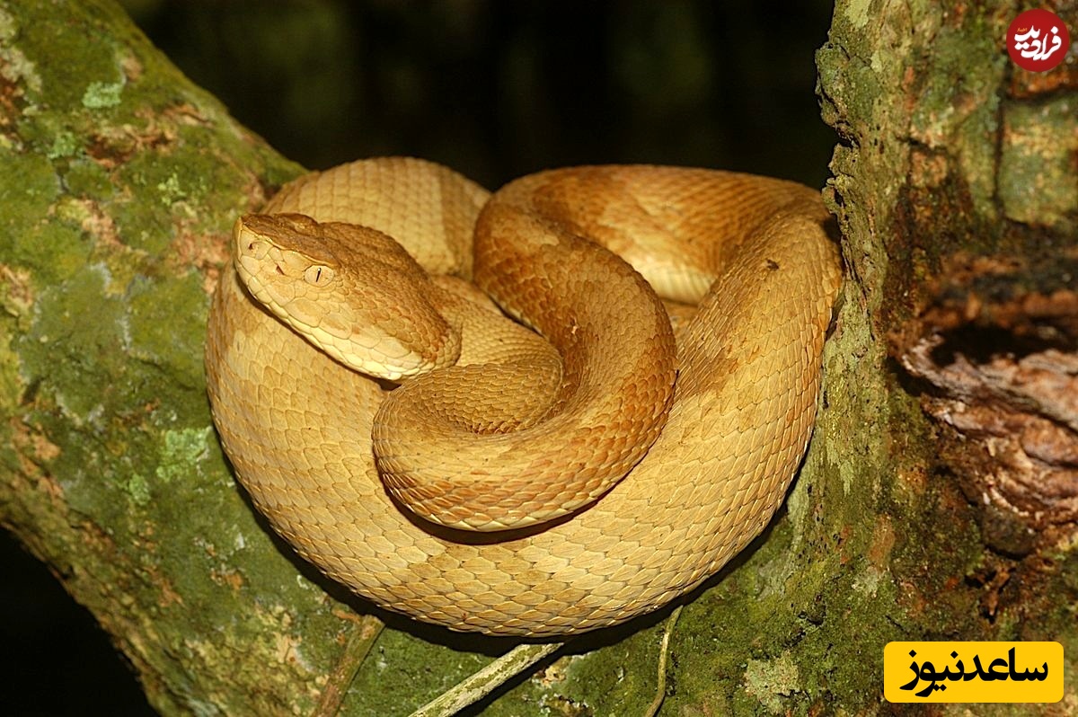 افعی سرنیزه‌ای زرین 