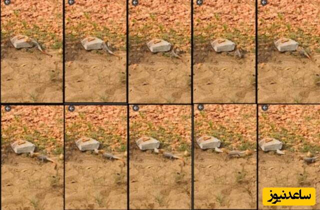 مارمولک‌های رنگین‌کمانی آفریقایی فقط پیتزای چهار پنیر می‌خورند!