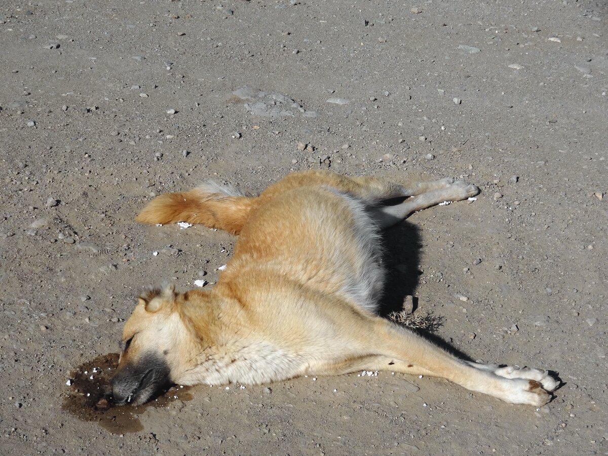 کشتار سگ ها در ورامین؛ ماجرای مرموز پوست های تلنبار شده در ورامین چیست؟