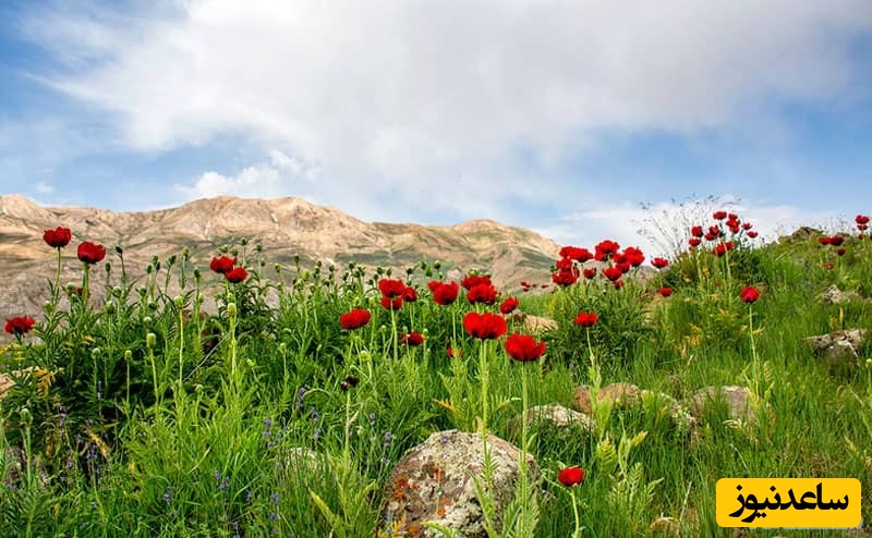 دشت لار