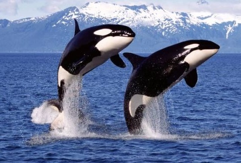 (ویدیو) وقتی نهنگ‌های قاتل روش‌های شکار لاک‌پشت‌ها را به نسل بعد منتقل می‌کنند!