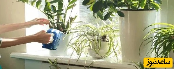 پرورش گل و گیاه