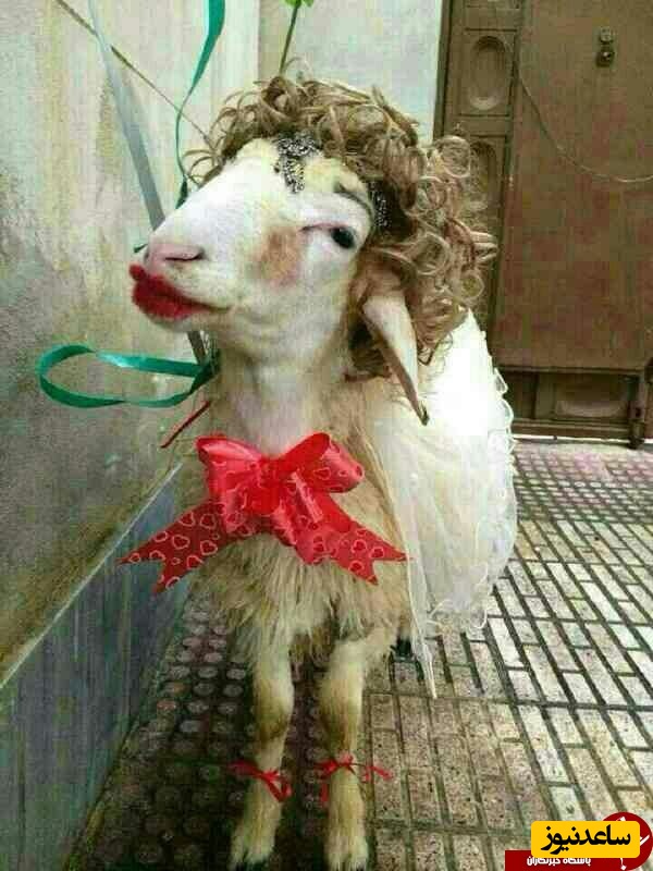 گوسفند