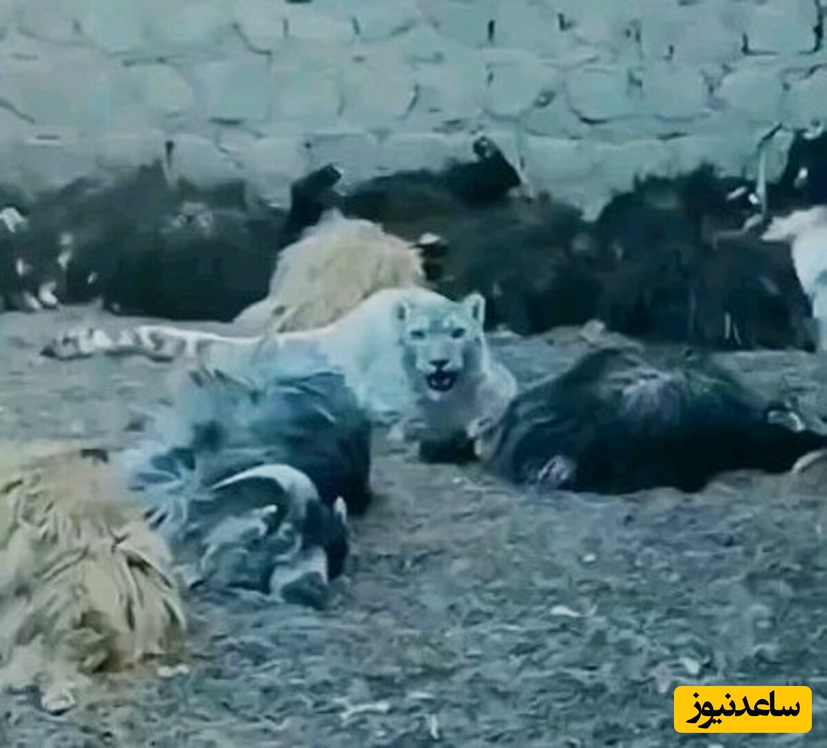 حیات وحش؛ حمله پلنگ سنگدل به یک گله گوسفند / چوپان چه جرأتی داره که وایستاده فیلم می‌گیره!