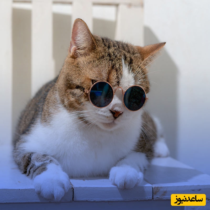 حال روزت خرابه؟ این فیلم ریستش می‌کنه😂/ کلیپ جنجالی رقص و شنای گربه+ ویدیو