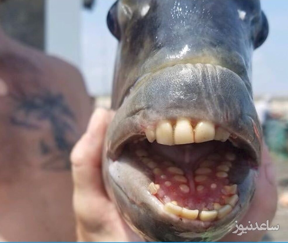 ماهی وحشتناک و نادر با دندان های انسان