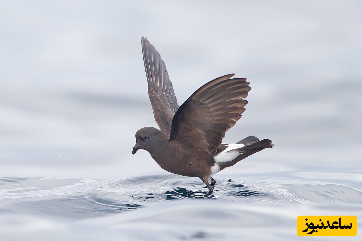 لحظاتی از تقلا و تلاش نفسگیر پرنده برا نجات از طوفان +ویدئو