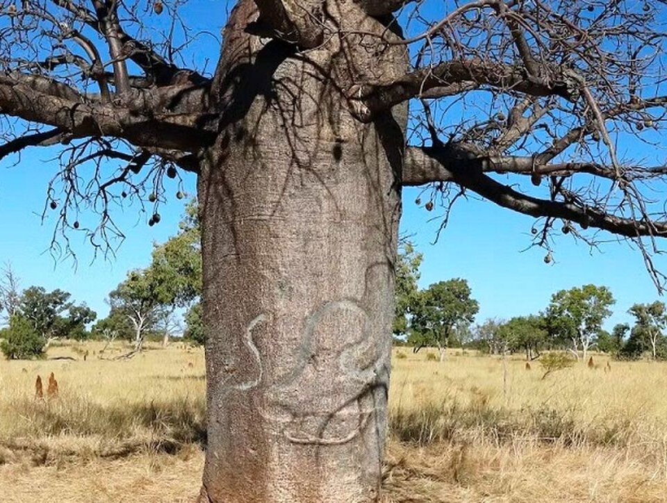 تصاویر درختانی با نمادهای اسرارآمیز در صحرای استرالیا