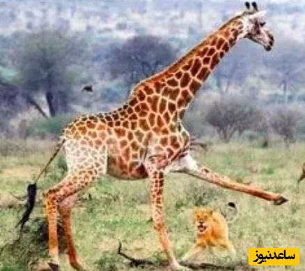 (ویدئو) حیات وحش ؛ مستند حیات وحش حیوانات /تلاش زرافه مادر برای محافظت از بچه مرده اش در مقابل شیر، کفتار و شغال ها