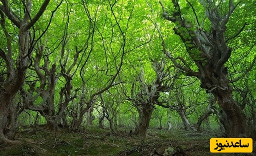 جنگل نقله‌بر