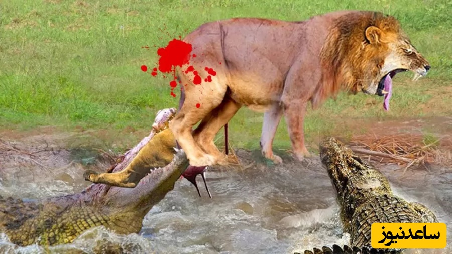 (ویدئو) مستند حیات وحش حیوانات/ راز بقا، این داستان: نبرد نفس‌گیر 4 شیر و کروکودیل نگون بخت/ نامردا چند نفر به یه نفر؟