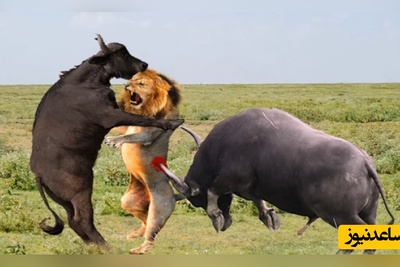 تئاتر واقعی حیات وحش در آفریقا/ صحنه ای کم نظیر از نبرد نفس گیر شیرها و گاومیش های وحشی برای بقا+ ویدئو