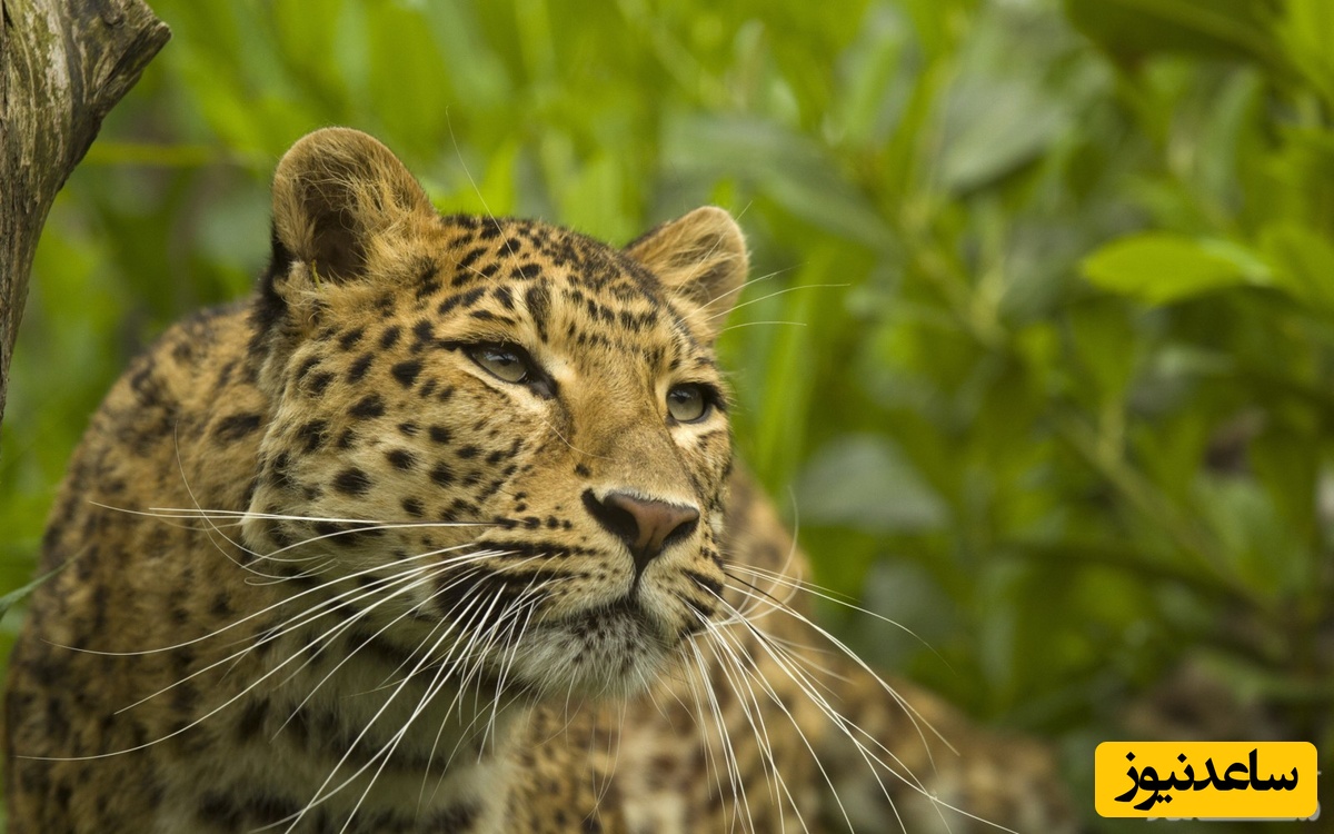 حیوانات وحشی به انگلیسی