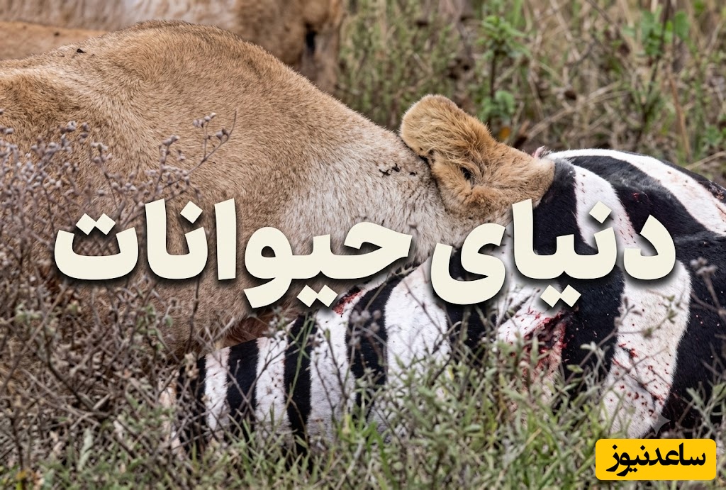 (ویدئو) مستند حیات وحش حیوانات/ راز بقا، این داستان: شیر ماده در جست‌وجوی اندام‌های داخلی گورخر