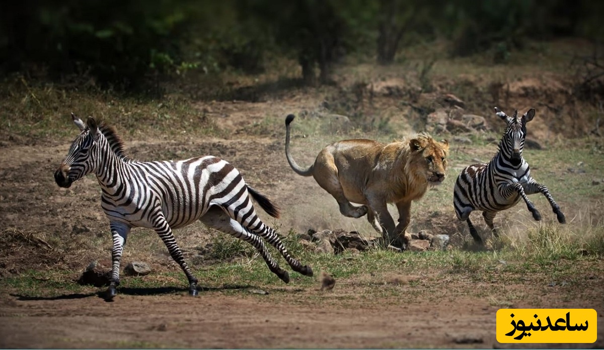 مستند حیات وحش حیوانات؛ دفاع شجاعانه گورخر مقابل حمله پلنگ به توله‌اش/ روایت مادری فداکار