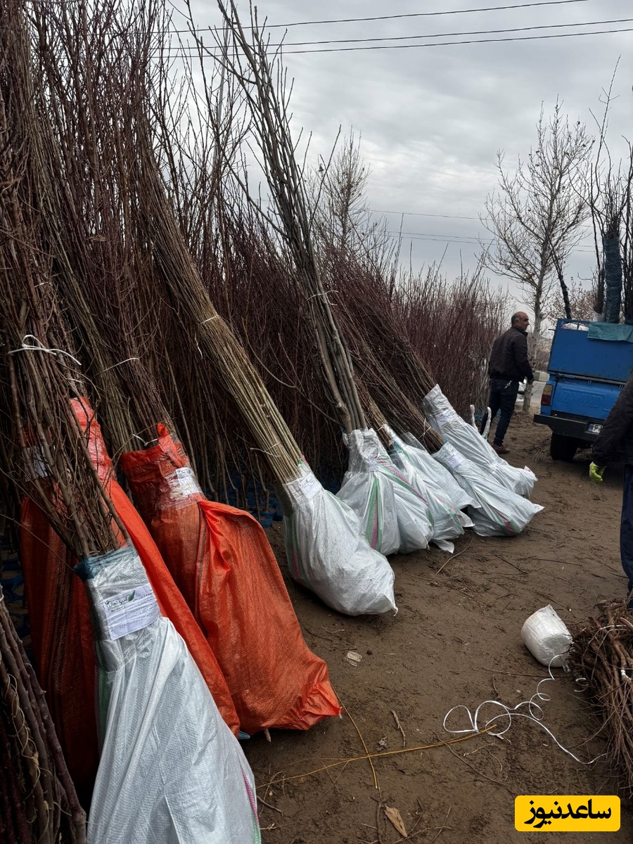 امکان ارسال نهال صنوبر یارانه ای یکساله (نهالستان غرب نهال) به سراسر کشور