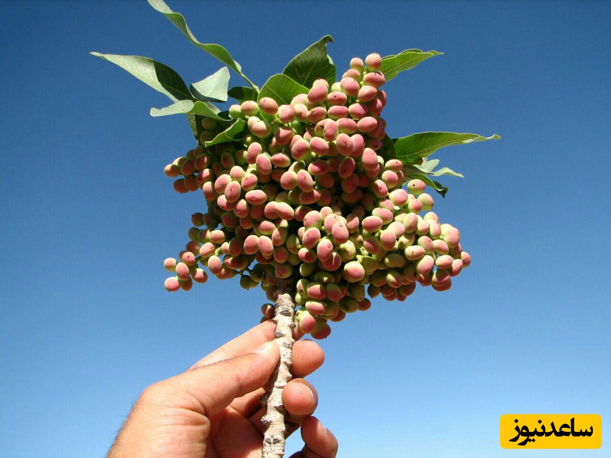 25 خاصیت پسته کوهی (بنه) و مضرات احتمالی آن