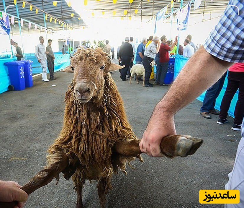 در آستانه عید قربان یادی کنیم از خلاقیت خنده دار و هوشمندانه قصاب اهوازی برای فریب گوسفند و قربانی کردنش+عکس/ مغز تو رو باید طلا گرفت😂